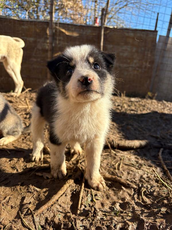 💙🐾 diesel 🐾💙 tenero splendido cucciolo in adozione taglia medio piccola  Foto 6