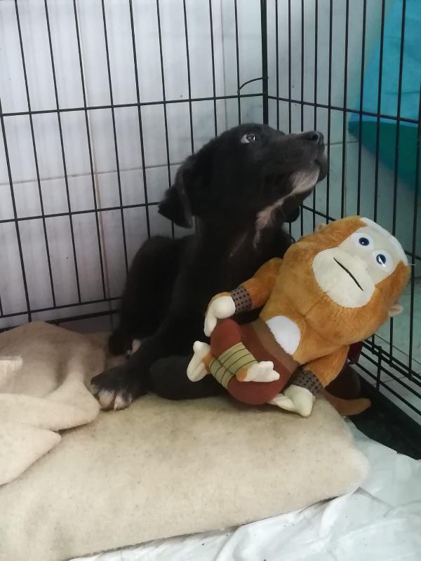 UNA MAMMA PER OZZY Foto 3