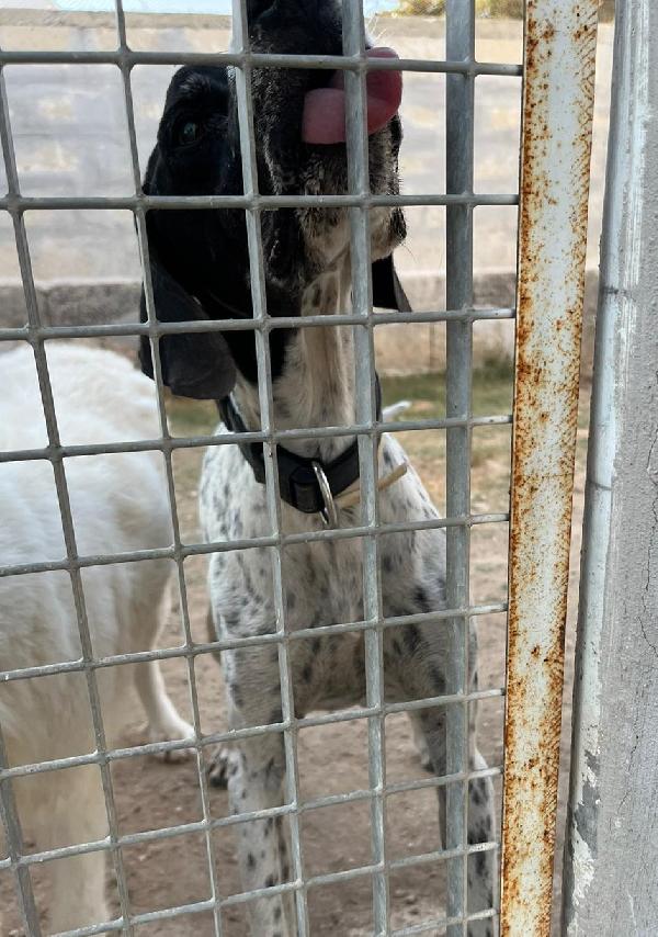 DJANGO tenerissimo cane in adozione! Foto 3