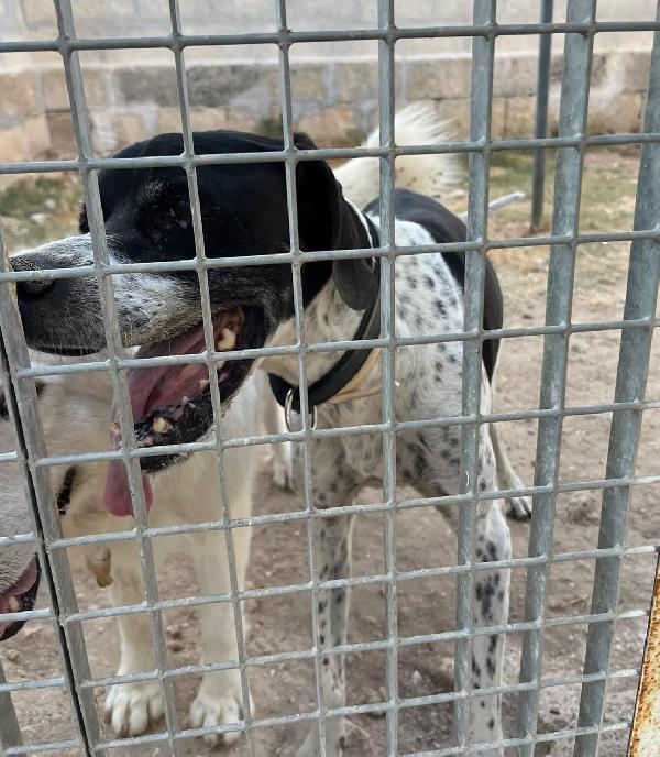 DJANGO tenerissimo cane in adozione! Foto 4