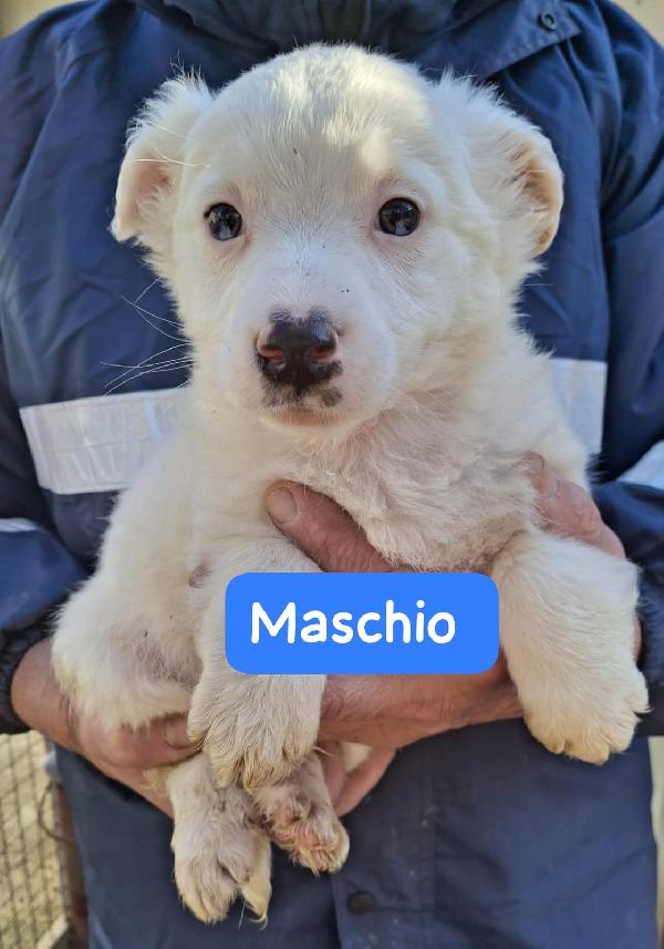 Cuccioli 2 Mesi Taglia Media