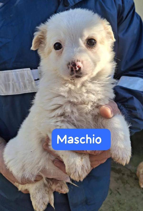 CUCCIOLI 2 MESI TAGLIA MEDIA Foto 2