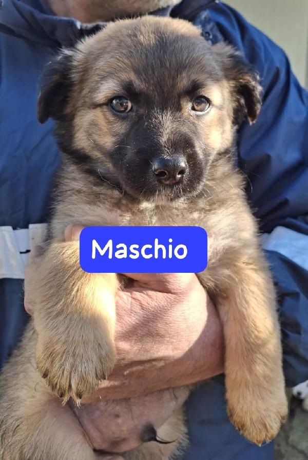 CUCCIOLI 2 MESI TAGLIA MEDIA Foto 3