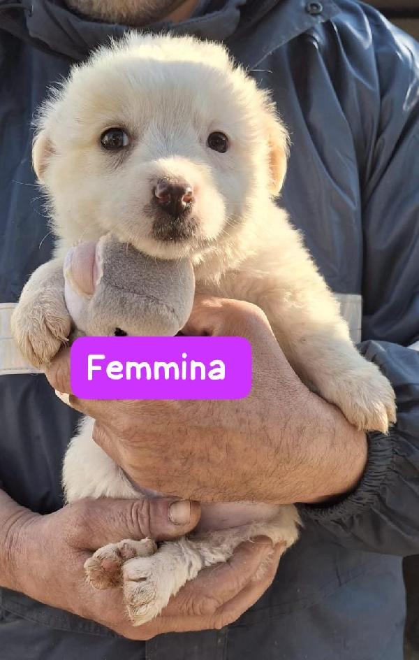 CUCCIOLI 2 MESI TAGLIA MEDIA Foto 4