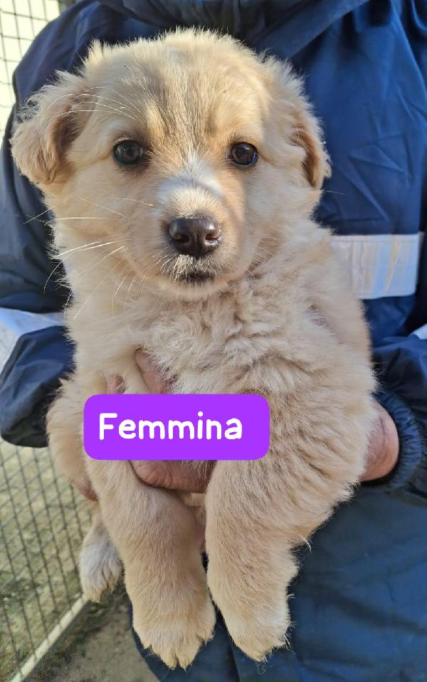 CUCCIOLI 2 MESI TAGLIA MEDIA Foto 5