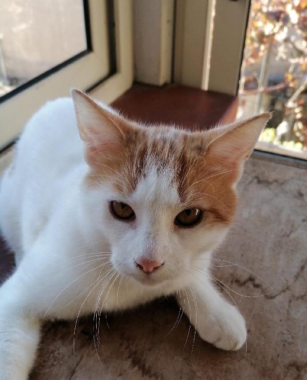 Pooh gattino di sei mesi cerca amore Foto 2