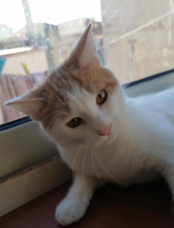 Pooh gattino di sei mesi cerca amore Foto 3