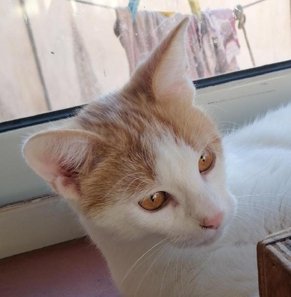 Pooh gattino di sei mesi cerca amore Foto 4