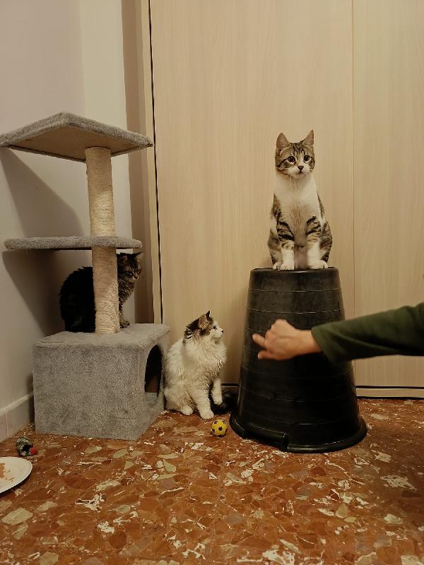 4 Gattini Cercano Casa 