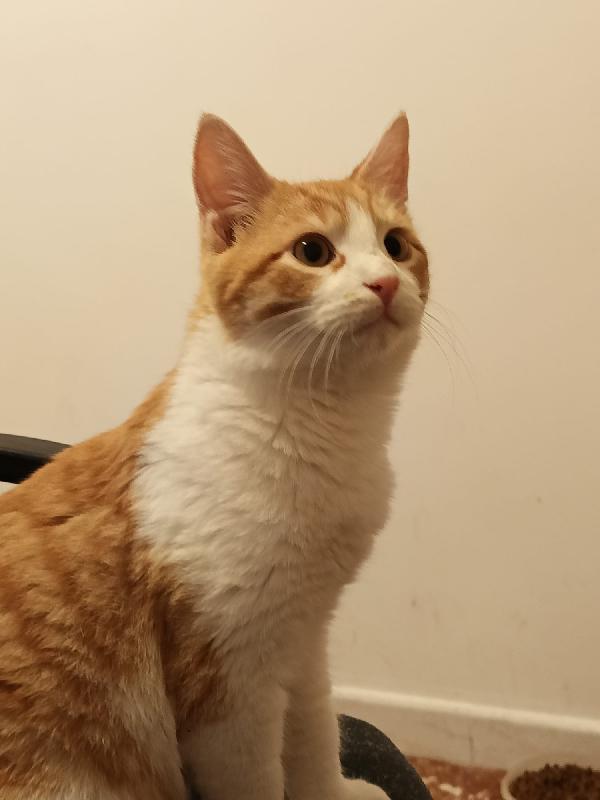 4 Gattini cercano casa  Foto 2