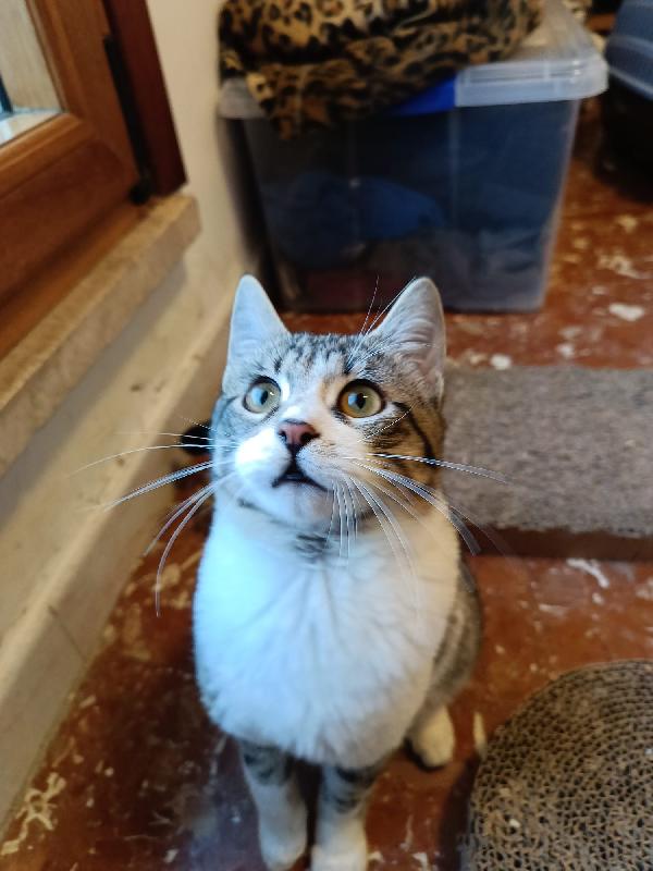 4 Gattini cercano casa  Foto 4