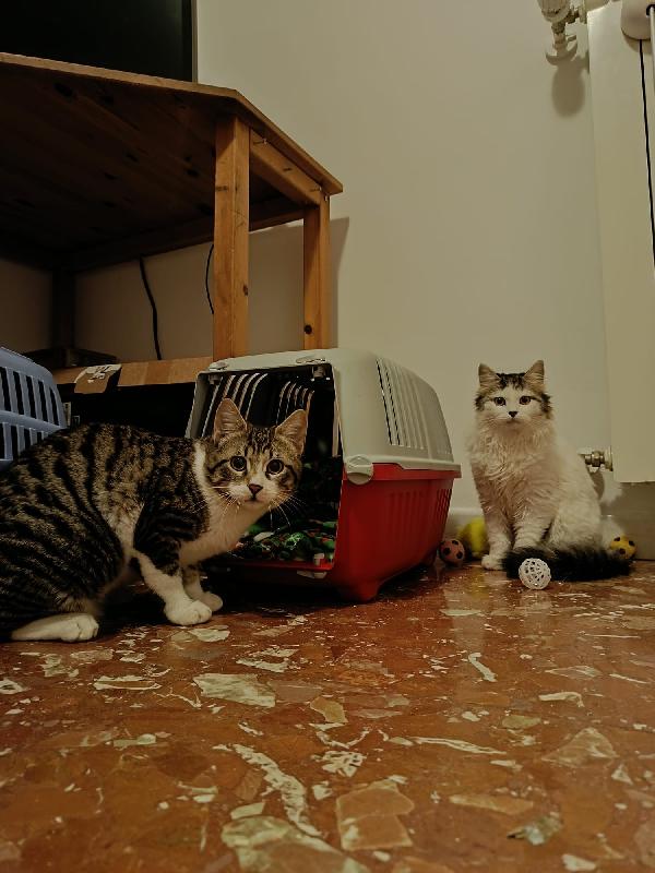 4 Gattini cercano casa  Foto 5