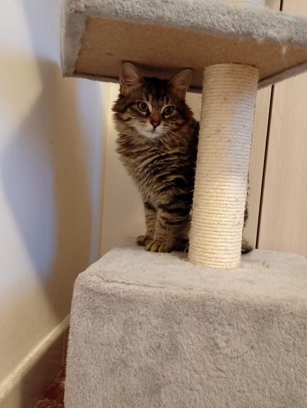 4 Gattini cercano casa  Foto 6