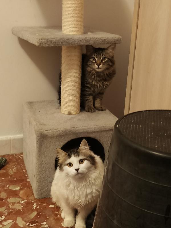 4 Gattini cercano casa  Foto 7