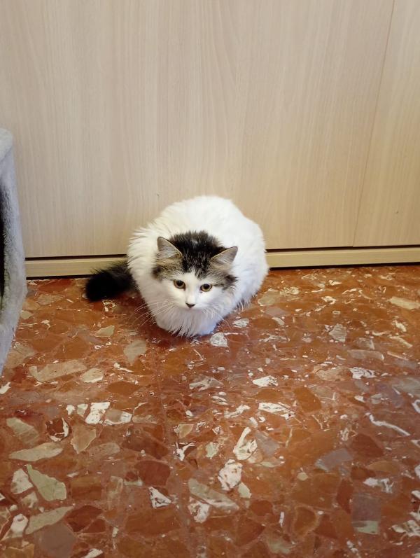 4 Gattini cercano casa  Foto 8