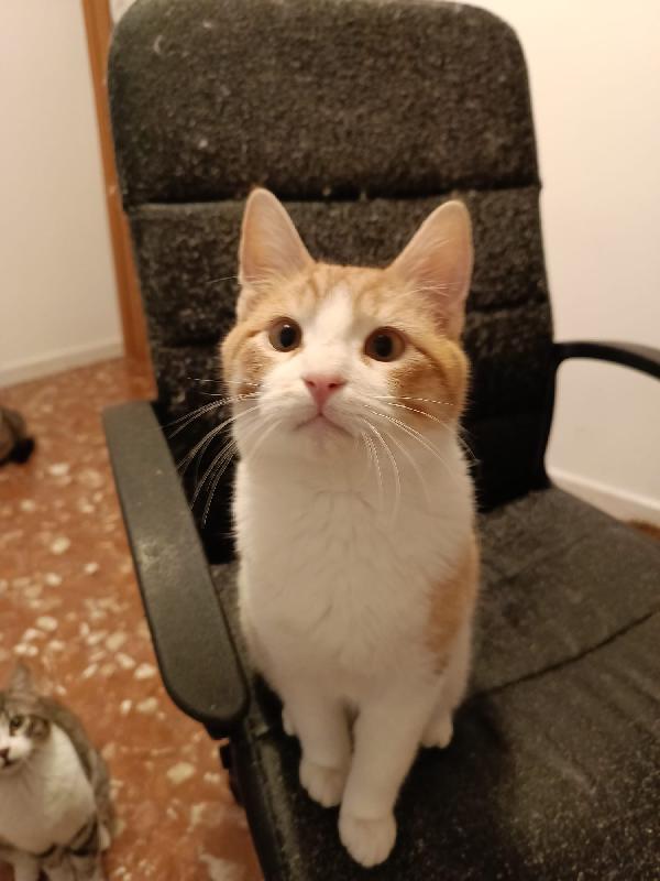 4 Gattini cercano casa  Foto 9