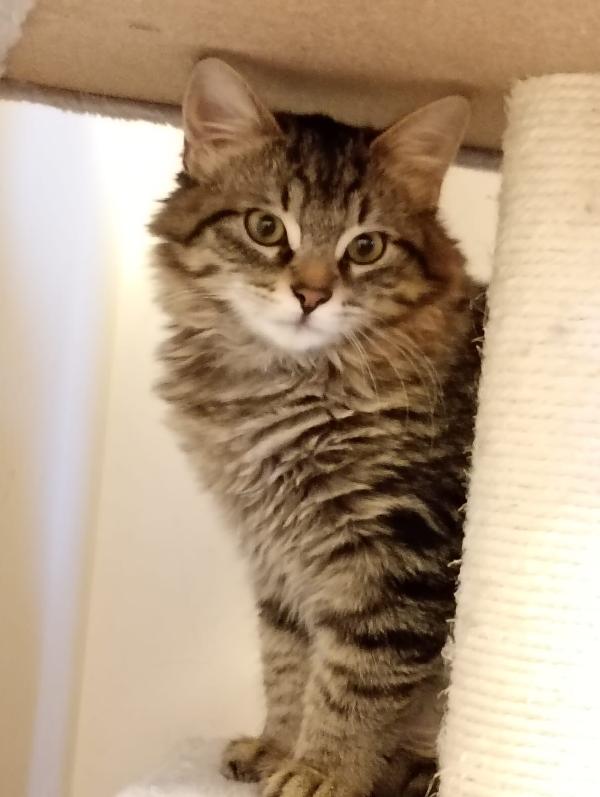 4 Gattini cercano casa  Foto 10