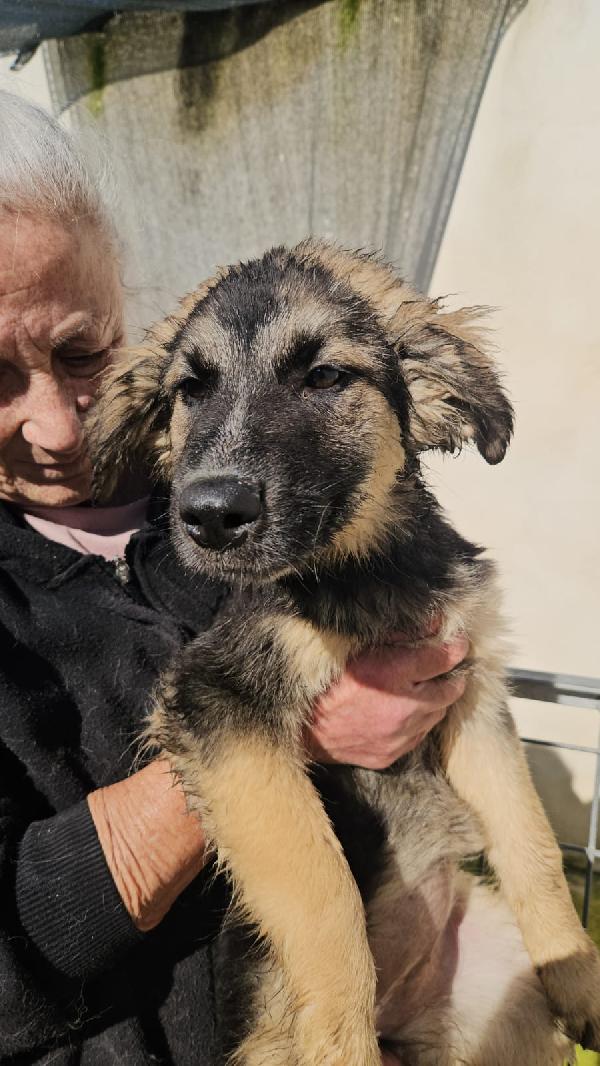 Prugna Dolce Cucciola Mix Pastore Cerca Casa 