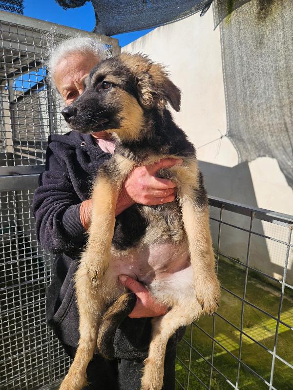 Prugna dolce cucciola mix pastore cerca casa  Foto 2