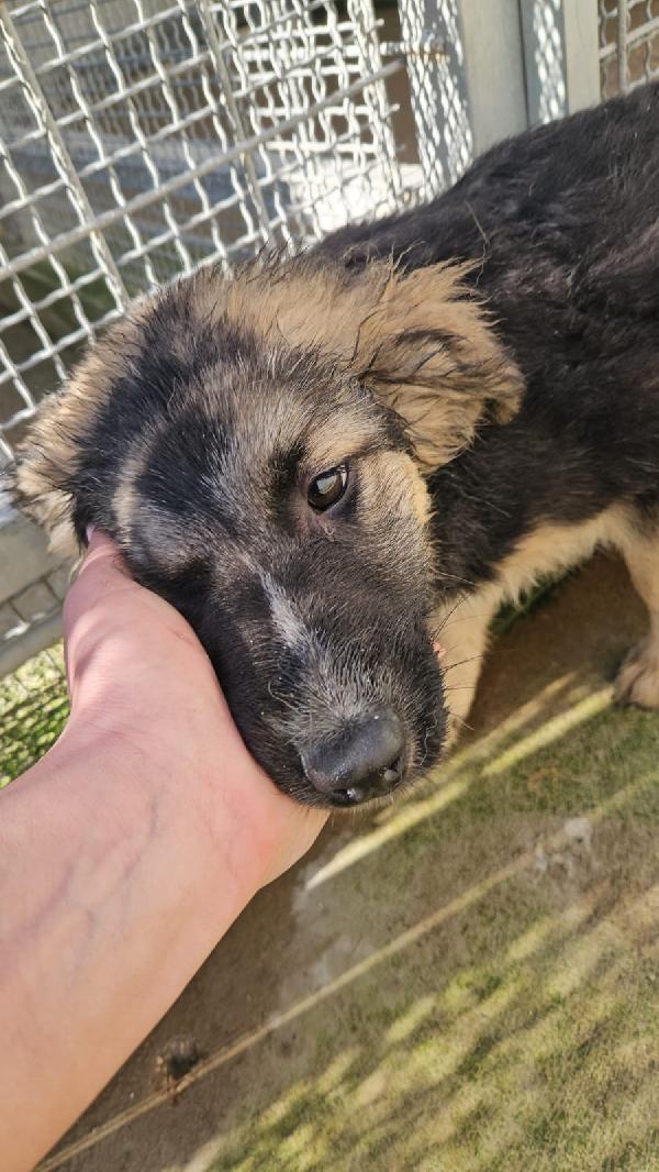 Prugna dolce cucciola mix pastore cerca casa  Foto 4