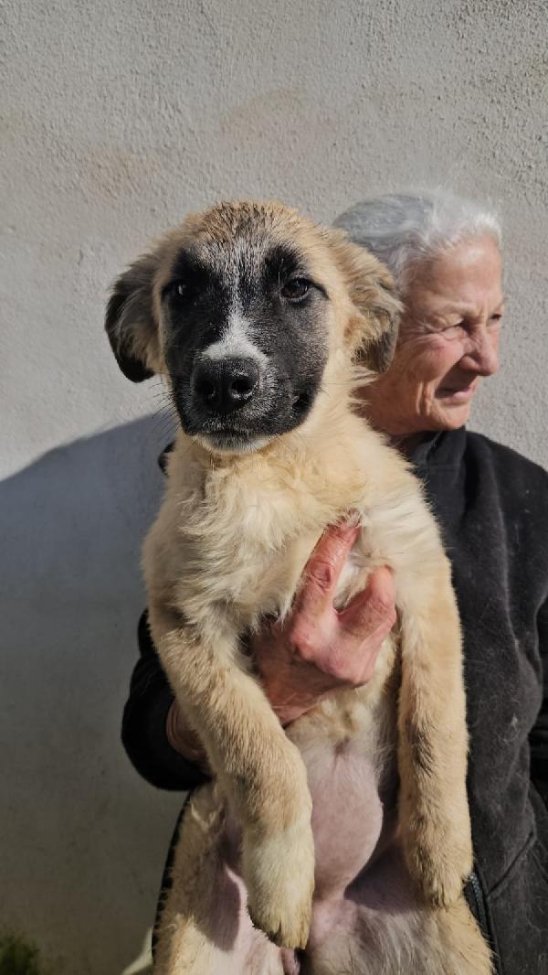 Albicocca Splendida Dolce Cucciolotta Cerca Casa 
