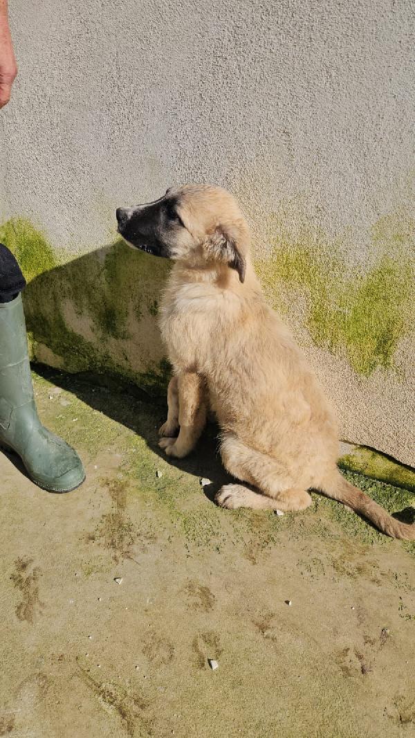 Albicocca splendida dolce cucciolotta cerca casa  Foto 2