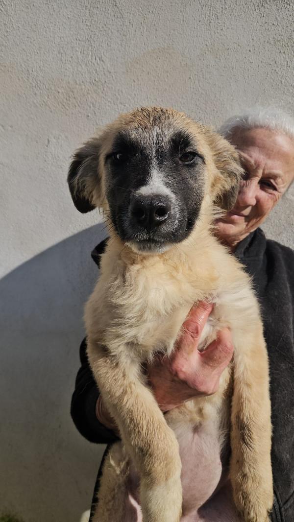 Albicocca splendida dolce cucciolotta cerca casa  Foto 5