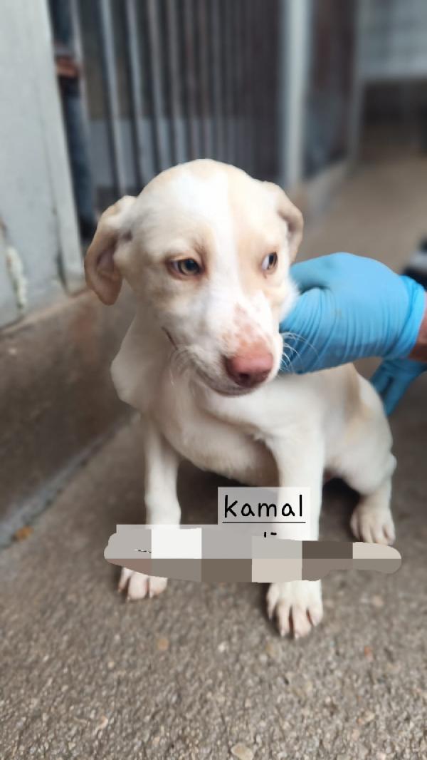 Cucvioli Simil Breton