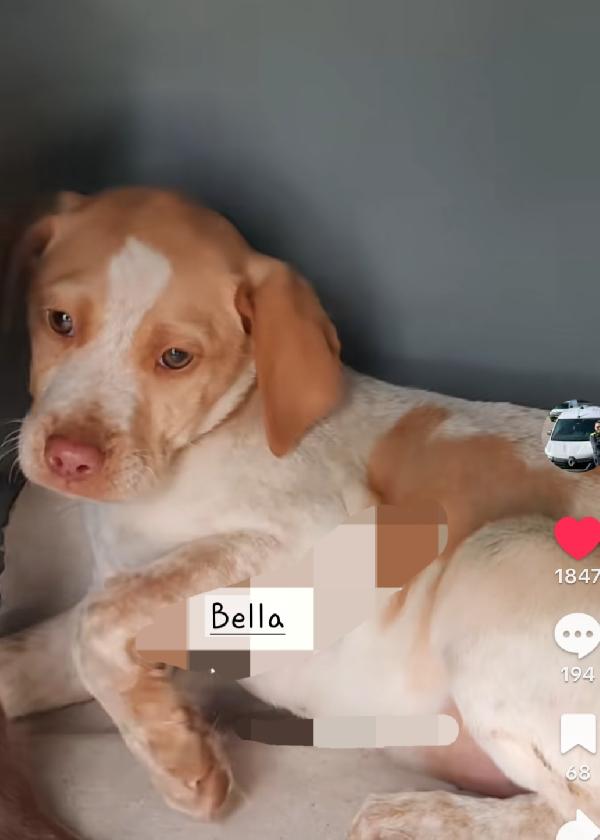 Cucvioli simil breton Foto 2