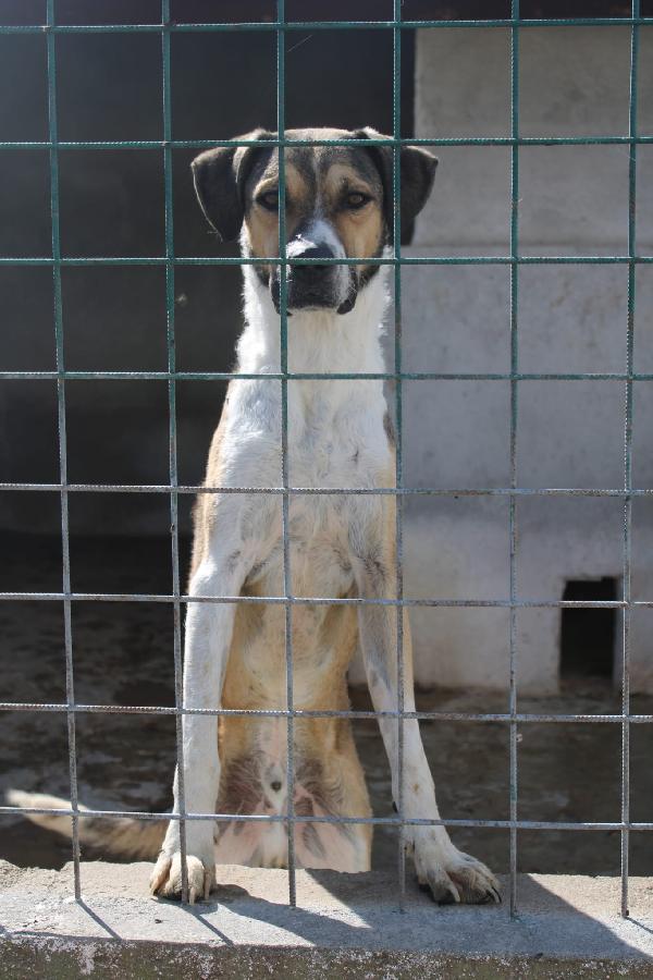 Beethoven 3 Anni Taglia Media