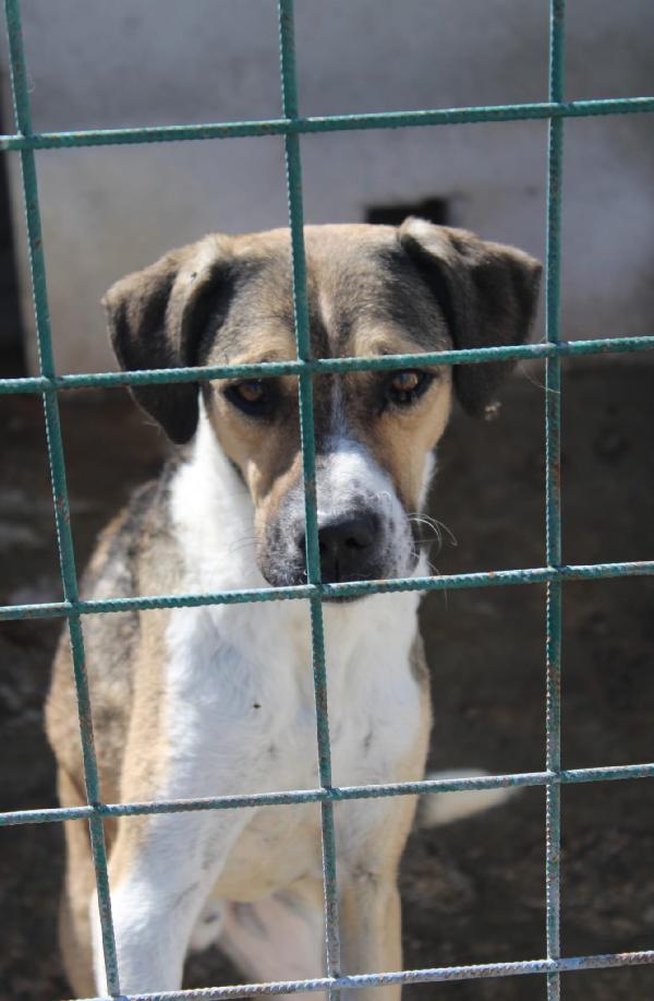 BEETHOVEN 3 ANNI TAGLIA MEDIA Foto 2