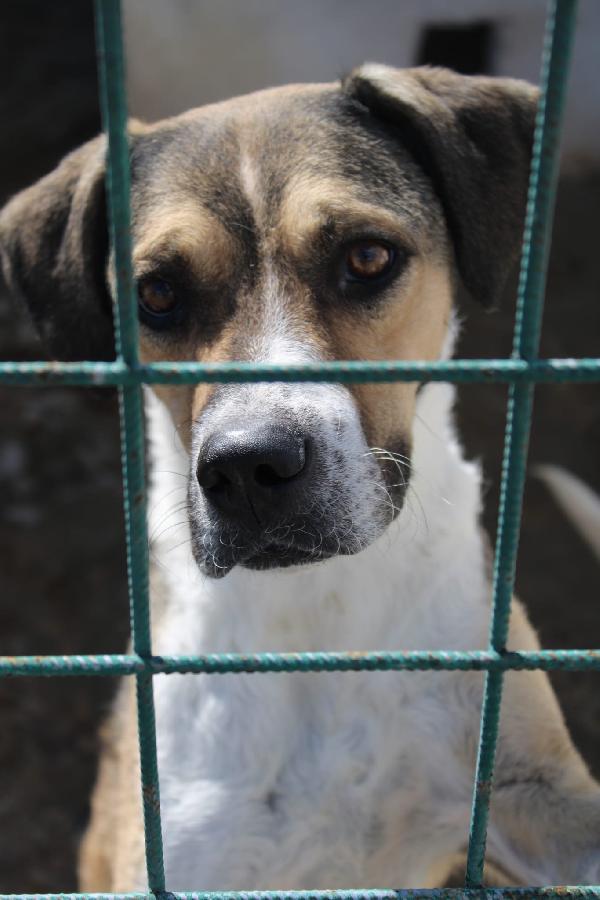 BEETHOVEN 3 ANNI TAGLIA MEDIA Foto 3