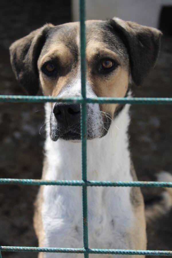 BEETHOVEN 3 ANNI TAGLIA MEDIA Foto 4