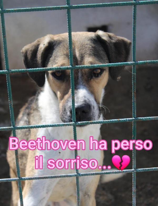 BEETHOVEN 3 ANNI TAGLIA MEDIA Foto 5