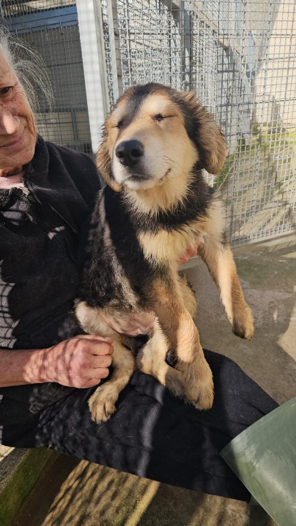 MIRTILLA SPLENDIDA DOLCE CUCCIOLA MIX PASTORE  Foto 2