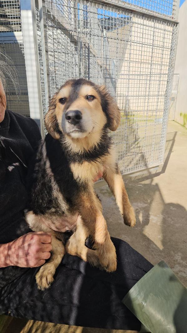 MIRTILLA SPLENDIDA DOLCE CUCCIOLA MIX PASTORE  Foto 3