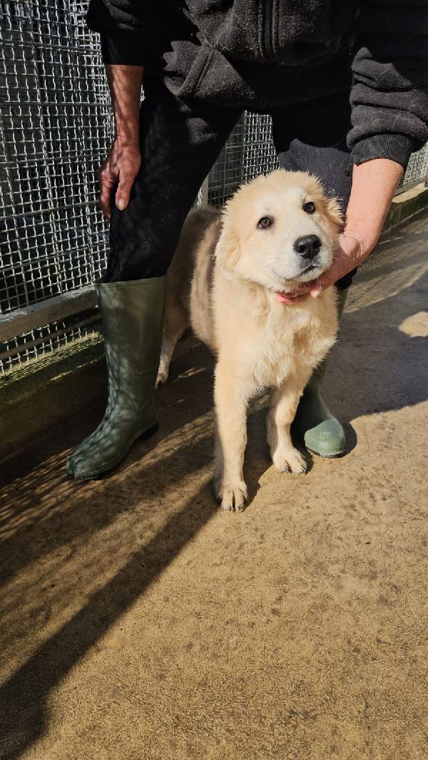 Pesca Splendida Dolce Cucciolotta Cerca Casa 