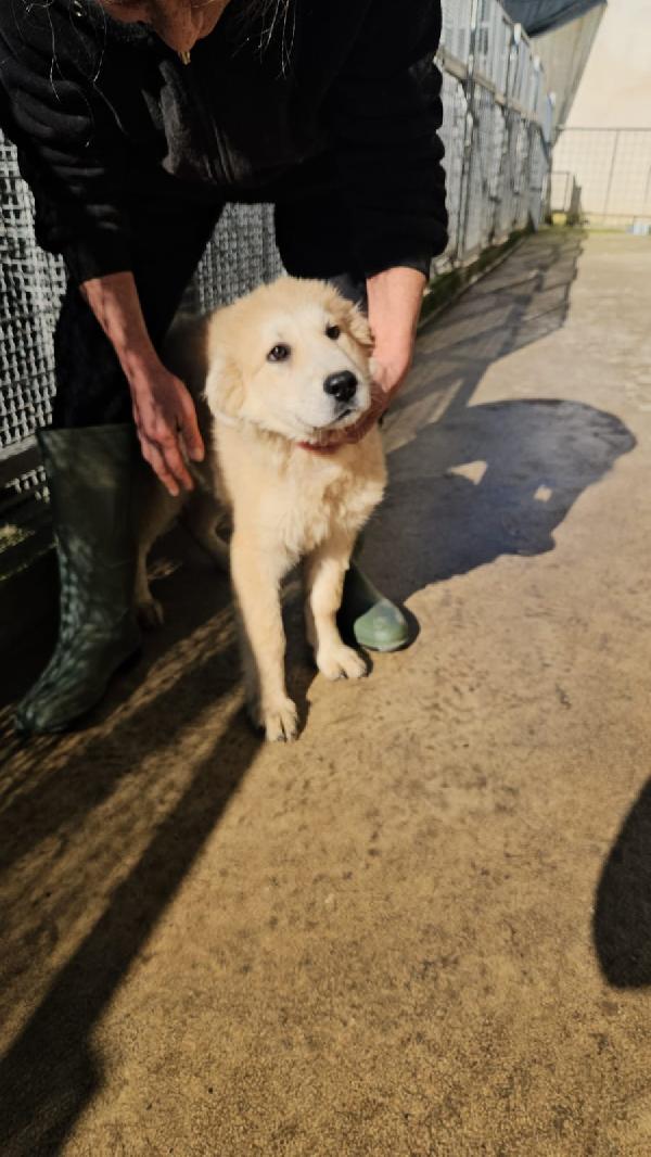 Pesca splendida dolce cucciolotta cerca casa  Foto 2