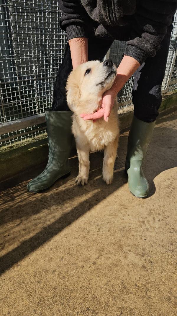 Pesca splendida dolce cucciolotta cerca casa  Foto 4