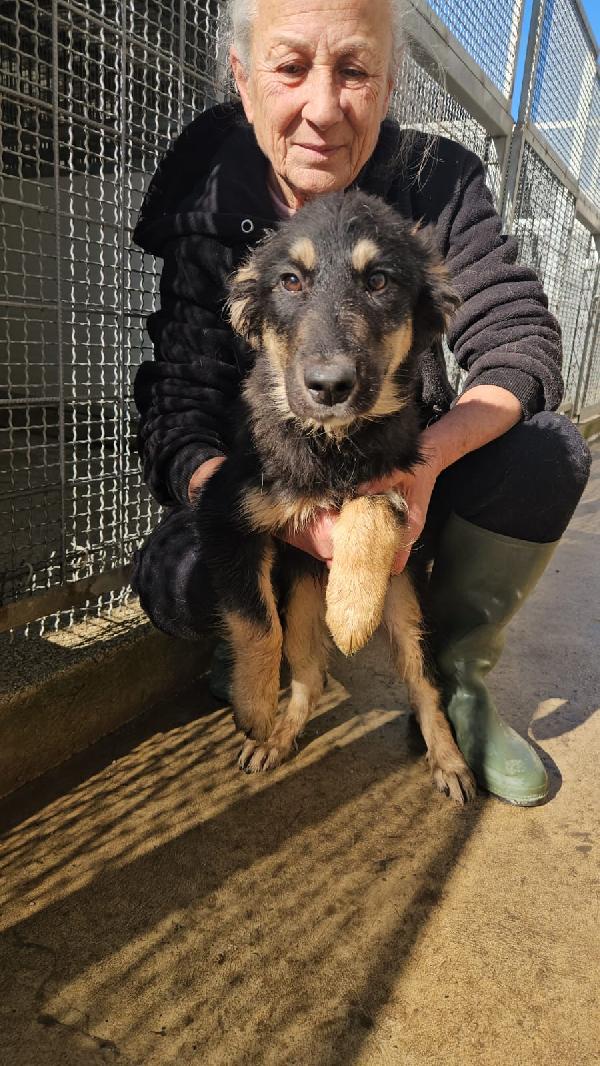 Melagrana dolce cucciola mix pastore cerca casa  Foto 2