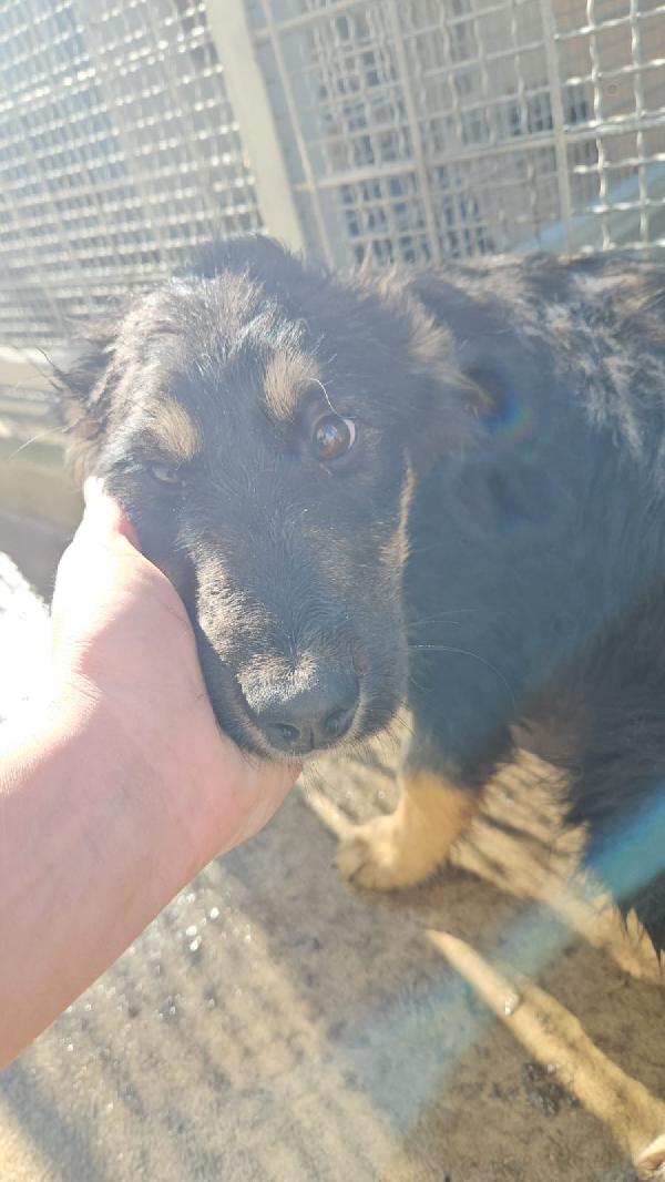 Melagrana dolce cucciola mix pastore cerca casa  Foto 5