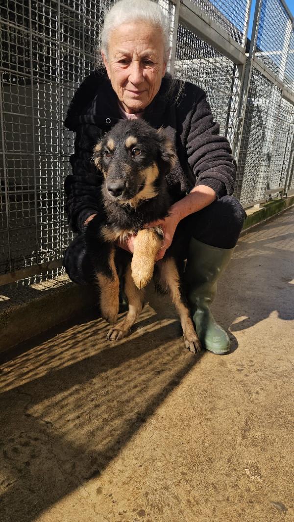 Melagrana dolce cucciola mix pastore cerca casa  Foto 6