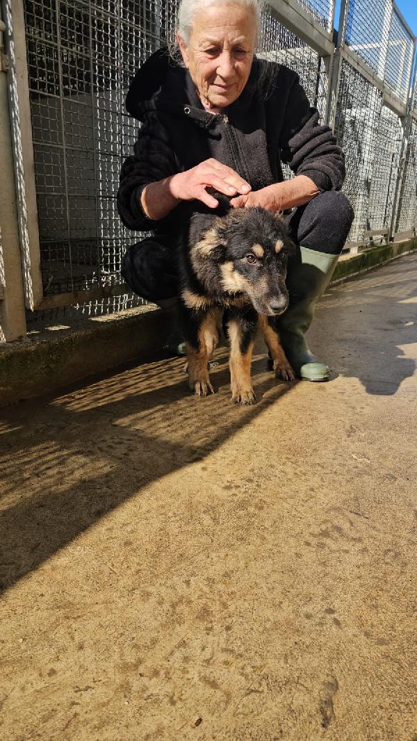 Melagrana dolce cucciola mix pastore cerca casa  Foto 7