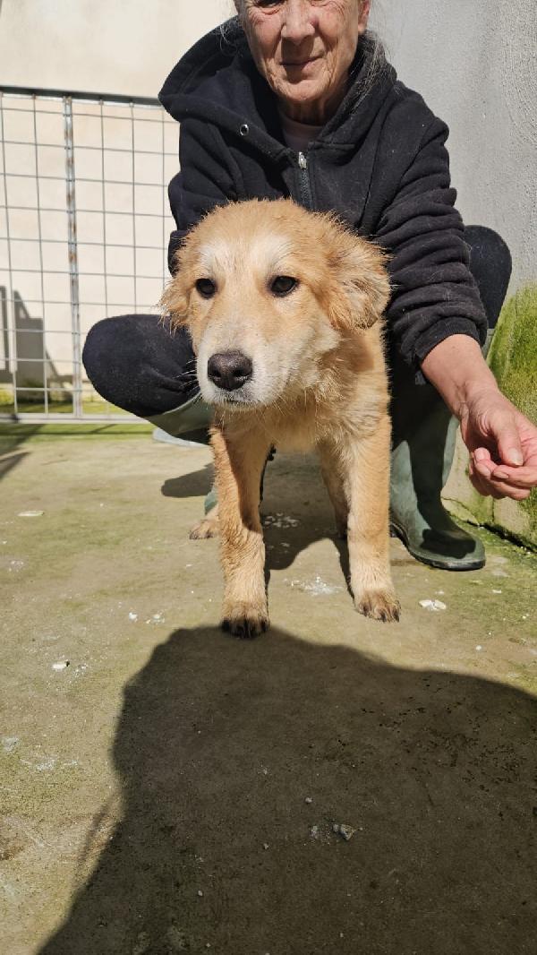 Banana meravigliosa dolce cucciolotta cerca casa  Foto 3