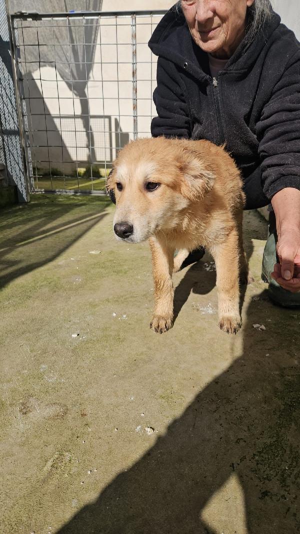 Banana meravigliosa dolce cucciolotta cerca casa  Foto 4