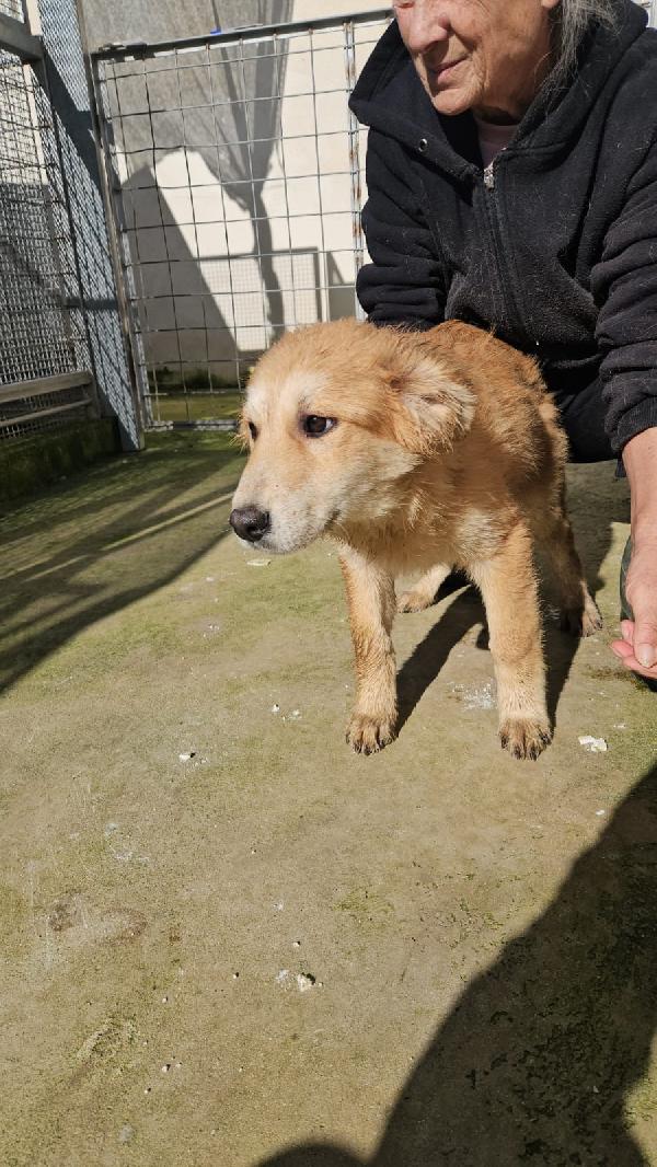 Banana meravigliosa dolce cucciolotta cerca casa  Foto 5