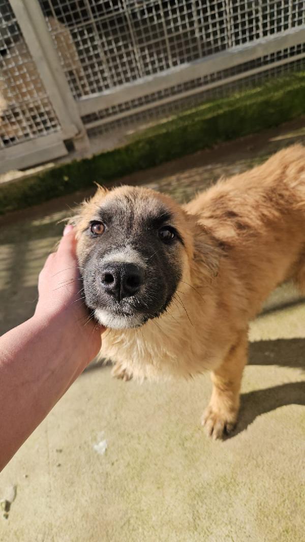 Anguria Dolce Splendida Cucciola Cerca Casa 