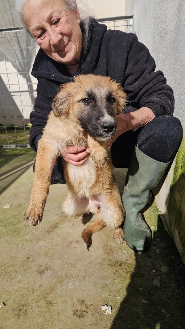 Anguria dolce splendida cucciola cerca casa  Foto 2