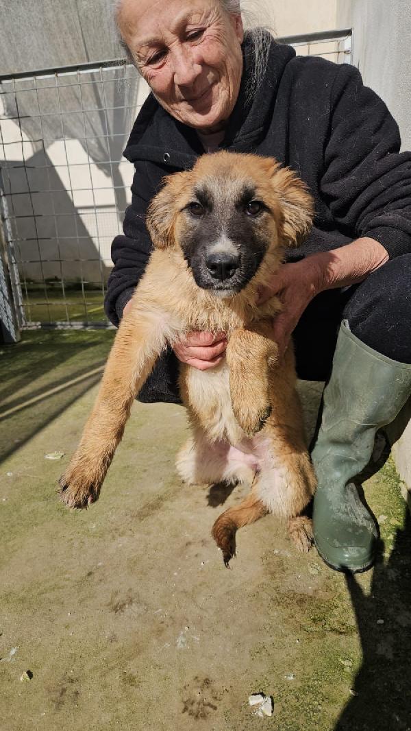 Anguria dolce splendida cucciola cerca casa  Foto 3