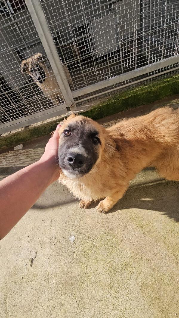 Anguria dolce splendida cucciola cerca casa  Foto 5